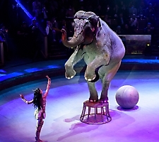 Первый турнир международной Борцовской лиги Поддубного 19-20.05.2022 (Москва)_215